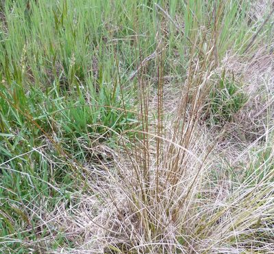 Juncus distegus, photographed by Colin Meurk