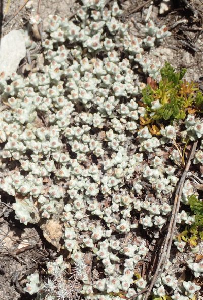 Helichrysum zwartbergense, photographed by Nicola van Berkel