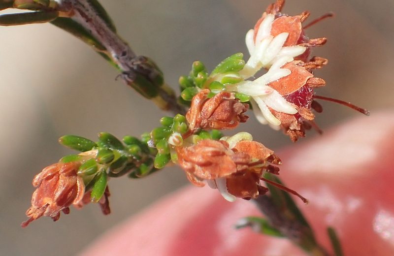 Erica zwartbergensis, photographed by Nicola van Berkel