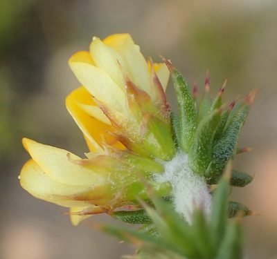 Aspalathus aciphylla, photographed by Nicola van Berkel