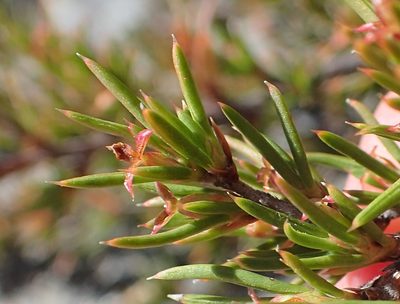 Cliffortia neglecta, photographed by Nicola van Berkel