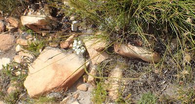 Selago karooica, photographed by Nicola van Berkel