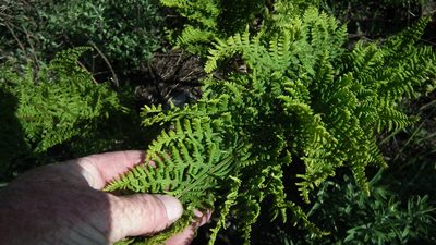 Dryopteris athamantica, photographed by Shaun Swanepoel