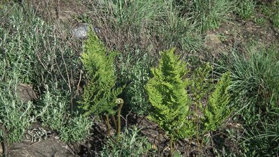 Dryopteris athamantica, photographed by Shaun Swanepoel