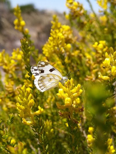 Aspalathus tylodes, photographed by Jacques van der Merwe