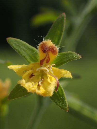 Siphonostegia chinensis, photographed by 葉子