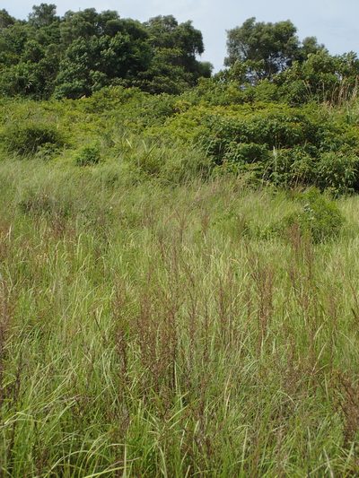 Siphonostegia chinensis, photographed by 葉子