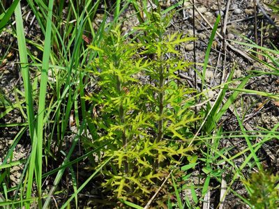 Siphonostegia chinensis, photographed by 葉子