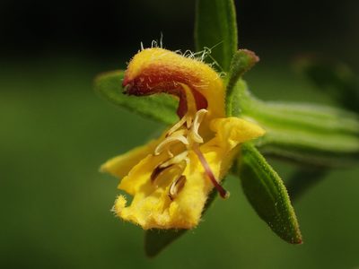 Siphonostegia chinensis, photographed by 葉子
