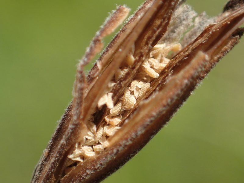 Siphonostegia chinensis, photographed by 葉子