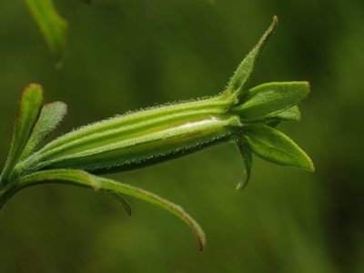 Siphonostegia chinensis, photographed by 葉子
