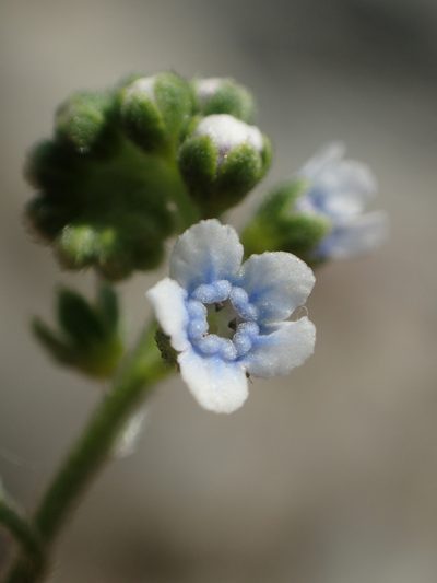 Cynoglossum lanceolatum, photographed by 葉子
