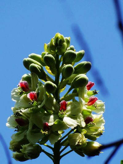 Guilandina minax, photographed by 葉子