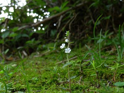 Stimpsonia chamaedryoides, photographed by 葉子