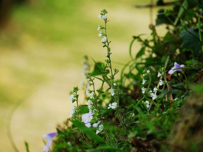 Stimpsonia chamaedryoides, photographed by 葉子