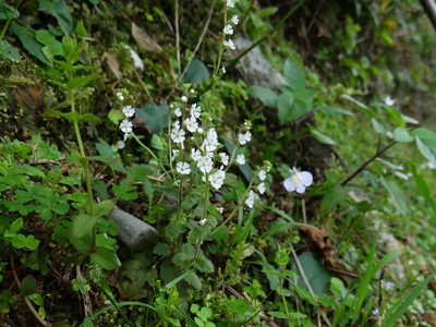 Stimpsonia chamaedryoides, photographed by 葉子