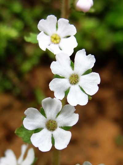 Stimpsonia chamaedryoides, photographed by 葉子