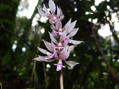 Cremastra appendiculata, photographed by 葉子