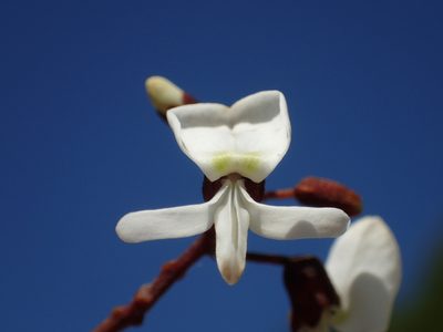 Derris laxiflora, photographed by 葉子