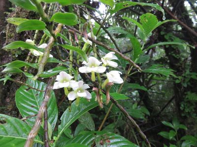 Dendrobium chameleon, photographed by Peter Quakenbush