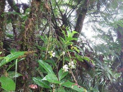 Dendrobium chameleon, photographed by Peter Quakenbush