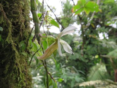Dendrobium chameleon, photographed by Peter Quakenbush