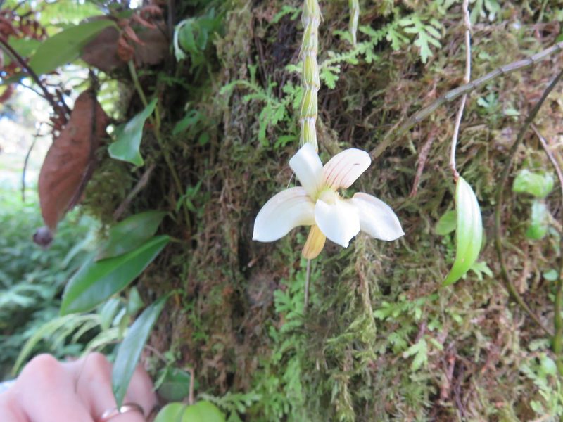 Dendrobium chameleon, photographed by Peter Quakenbush