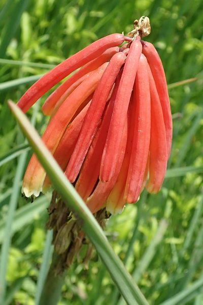 Kniphofia fluviatilis, photographed by Peter Warren