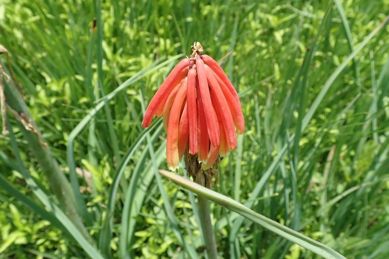 Kniphofia fluviatilis, photographed by Peter Warren