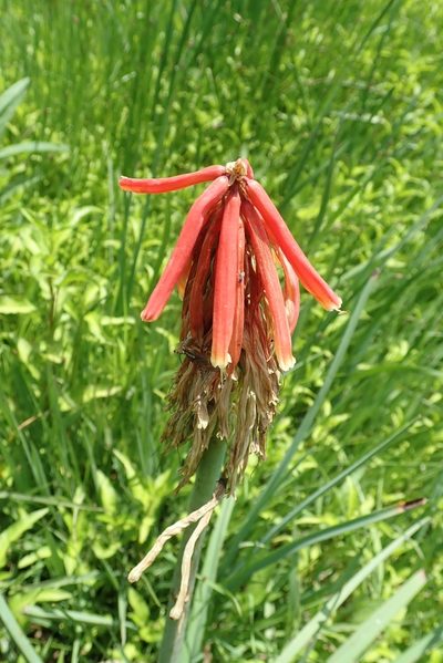 Kniphofia fluviatilis, photographed by Peter Warren