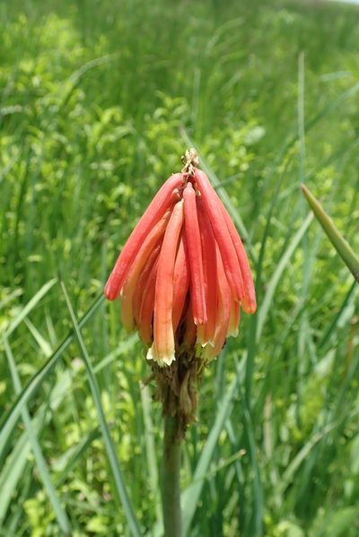 Kniphofia fluviatilis, photographed by Peter Warren