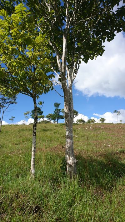 Simira salvadorensis, photographed by Bernardino Villa B.