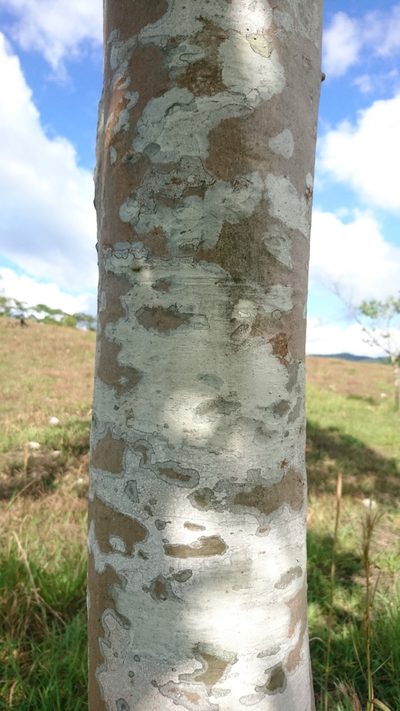 Simira salvadorensis, photographed by Bernardino Villa B.