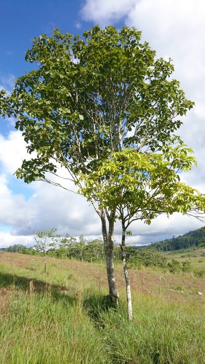 Simira salvadorensis, photographed by Bernardino Villa B.