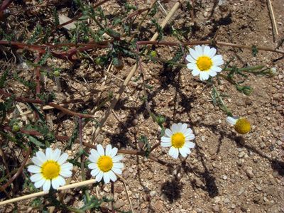 Cladanthus mixtus, photographed by Peter de Lange