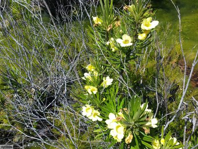 Ixianthes retzioides, photographed by Chris Vynbos