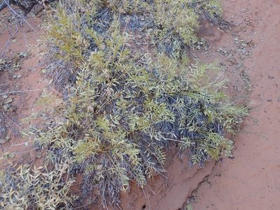 Lomatium latilobum, photographed by John Brew