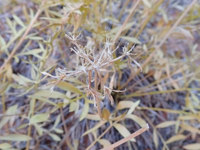 Lomatium latilobum, photographed by John Brew