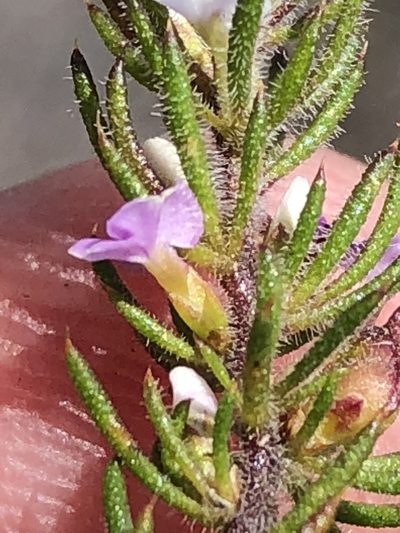 Muraltia gillettiae, photographed by Dave U