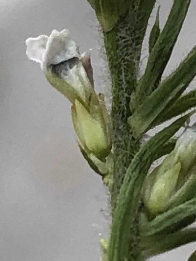 Muraltia gillettiae, photographed by Dave U