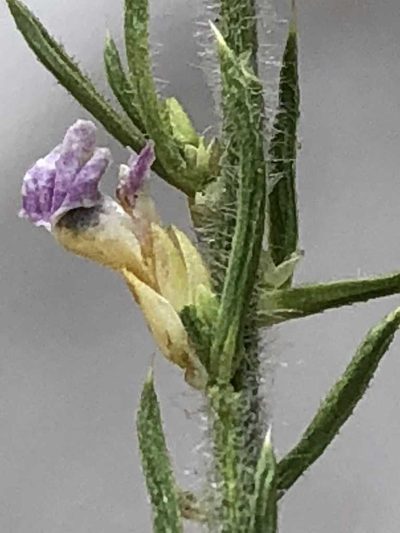 Muraltia gillettiae, photographed by Dave U