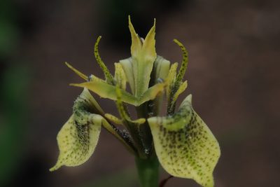 Moraea trifida, photographed by Jimmy Whatmore