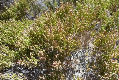 Tecticornia halocnemoides, photographed by Colin Meurk