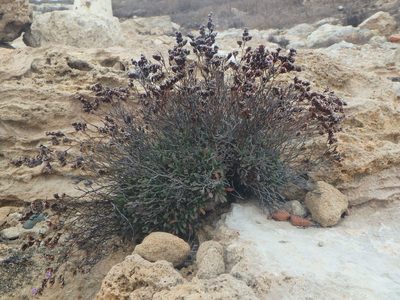 Limonium virgatum, photographed by Daniel Cahen
