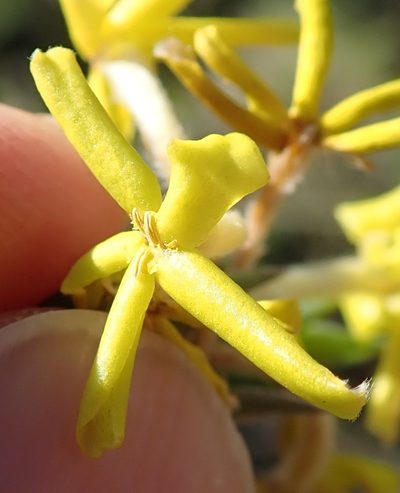 Lasiosiphon splendens, photographed by Peter Warren