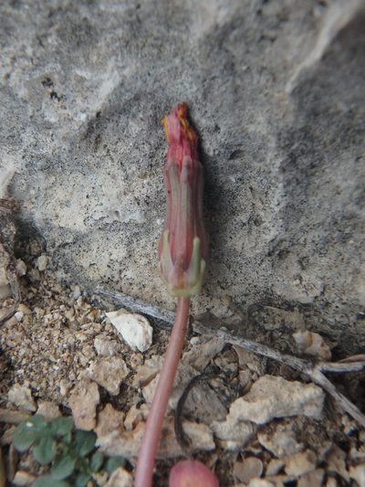 Taraxacum aphrogenes, photographed by Daniel Cahen