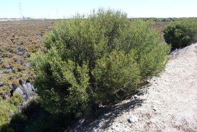 Melaleuca halmaturorum, photographed by Colin Meurk