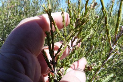 Melaleuca halmaturorum, photographed by Colin Meurk