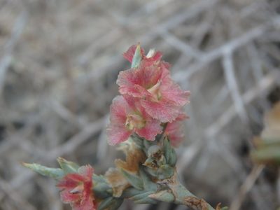 Noaea mucronata, photographed by Daniel Cahen