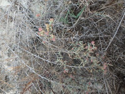 Noaea mucronata, photographed by Daniel Cahen